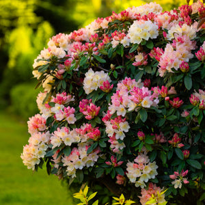 Rhododendron 'Percy Wiseman' Shrubs