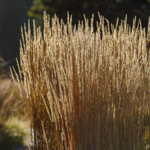Calamagrostis × acutiflora 'Karl Foerster' Perennial Bedding