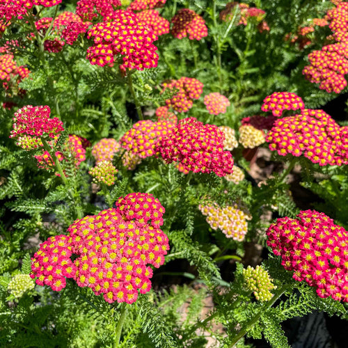 Achillea 'Desert Eve Red' Shrubs