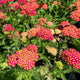 Achillea 'Desert Eve Red' Shrubs
