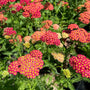Achillea 'Desert Eve Red' Shrubs
