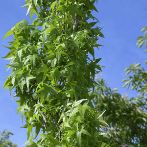 Sweetgum Tree | Liquidambar styraciflua 'Slender Silhouette' Ornamental Trees