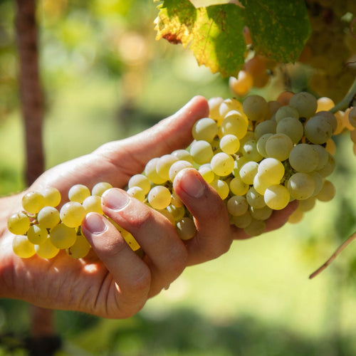'Exalta' Outdoor Grape Vine Soft Fruit