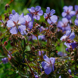 Geranium 'Storm Cloud' Perennial Bedding