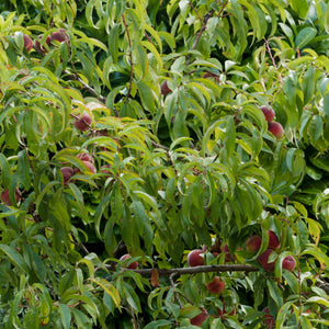 'Peche de Vigne' Bloody Peach Tree Fruit Trees