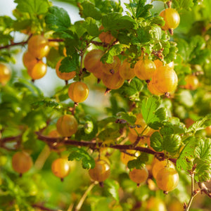 'Hinnonmaki Yellow' Gooseberry Bush Soft Fruit