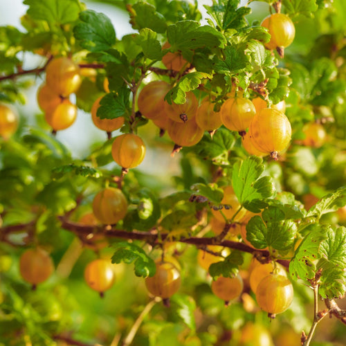'Hinnonmaki Yellow' Gooseberry Bush Soft Fruit
