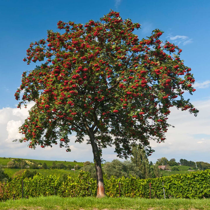 Rowan Tree Problems: Grower’s Care Guide – Roots Plants