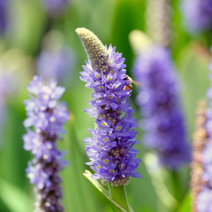 Pickerel Weed | Pontederia cordata Pond Plants