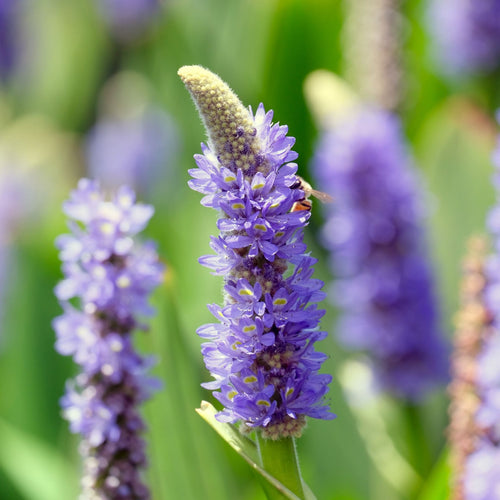 Pickerel Weed | Pontederia cordata Pond Plants