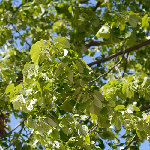 Silver Lime Tree | Tilia tomentosa Ornamental Trees