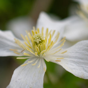Clematis montana 'Grandiflora' Climbing Plants