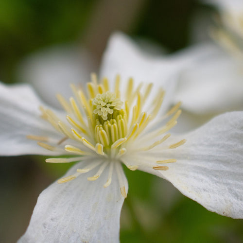 Clematis montana 'Grandiflora' Climbing Plants