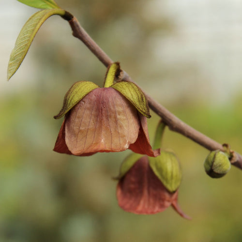 Paw-Paw Plant | Asimina triloba 'Sunflowers' Soft Fruit