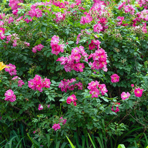 Red Japanese Rose Hedging | Rosa rugosa Shrubs