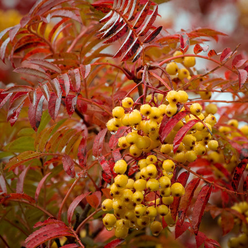'Copper Kettle' Rowan Tree | Sorbus Ornamental Trees