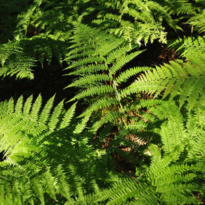 Male Fern | Dryopteris Filix Mas Perennial Bedding