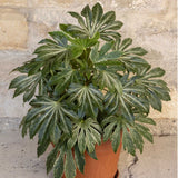 Fatsia japonica 'Spiders Web'® Shrubs