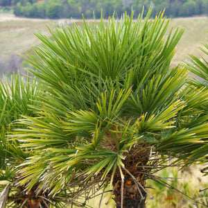 Hardy Fan Palm | Chamaerops humilis Shrubs