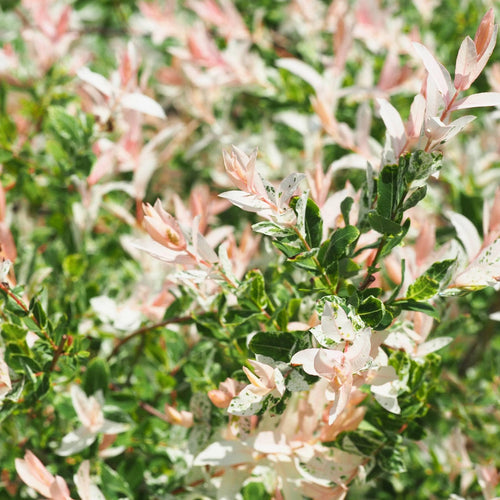 Flamingo Willow Tree | Salix integra 'Hakuro-Nishiki' Ornamental Trees