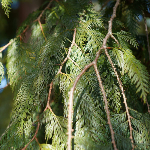 Western Red Cedar | Thuja plicata 'Atrovirens' Shrubs