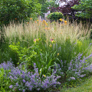 Calamagrostis × acutiflora 'Karl Foerster' Perennial Bedding