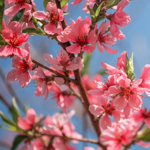'Duke of York' Peach Tree Fruit Trees