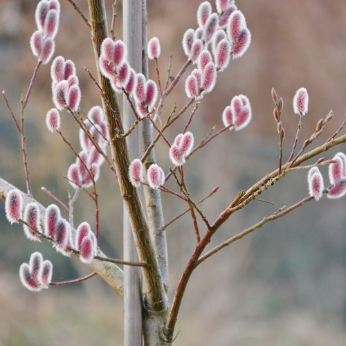 Pink Pussy Willow Tree | Salix gracilistyla 'Mount Aso' Ornamental Trees
