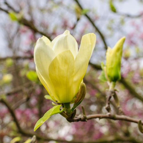 Magnolia 'Butterflies' Ornamental Trees