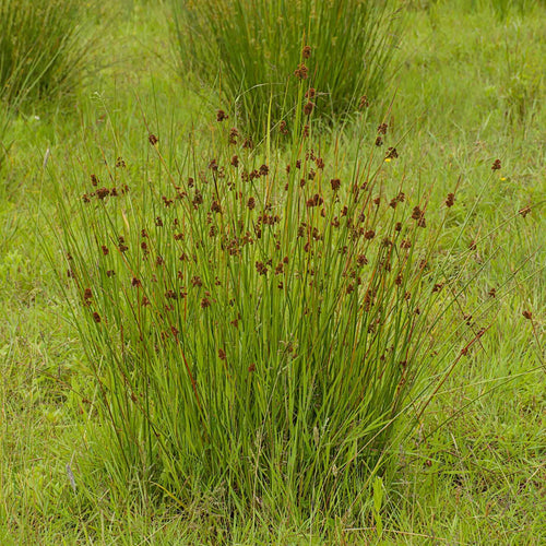 Soft Rush | Juncus effusus Pond Plants