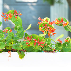 'Gold Flame' Honeysuckle | Lonicera heckrottii Climbing Plants