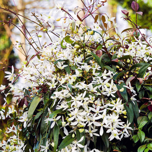 Evergreen Clematis | Clematis armandii 'Snowdrift' Climbing Plants