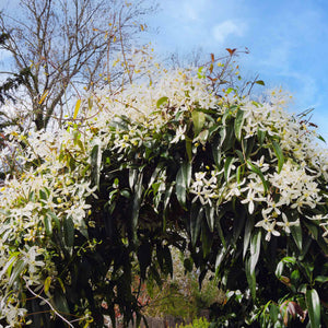 Evergreen Clematis | Clematis armandii 'Snowdrift' Climbing Plants