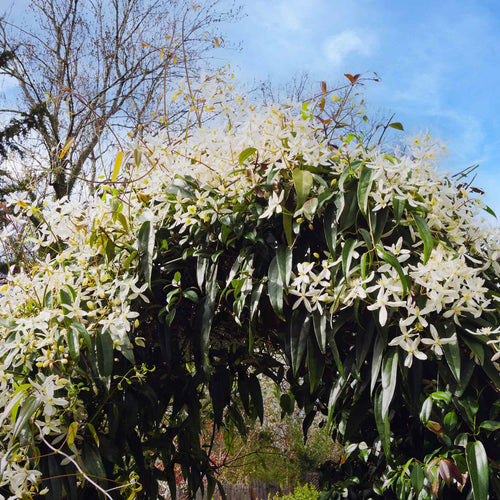 Evergreen Clematis | Clematis armandii 'Snowdrift' Climbing Plants