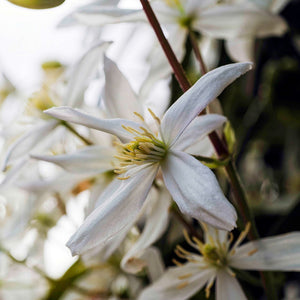 Evergreen Clematis | Clematis armandii 'Snowdrift' Climbing Plants