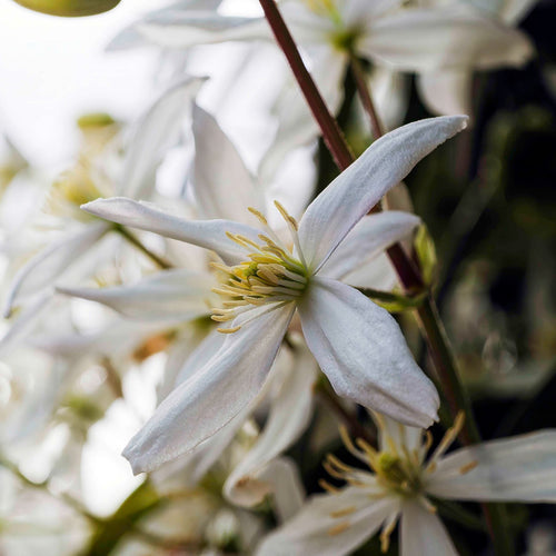 Evergreen Clematis | Clematis armandii 'Snowdrift' Climbing Plants