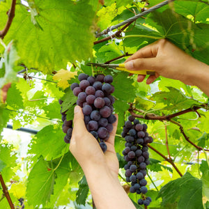 Grapes for Greenhouses Collection Soft Fruit