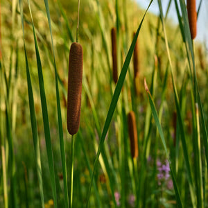 Lesser Bulrush | Typha angustifolia Pond Plants