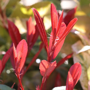 Patio Photinia Tree | Photinia × fraseri 'Carré Rouge' Shrubs