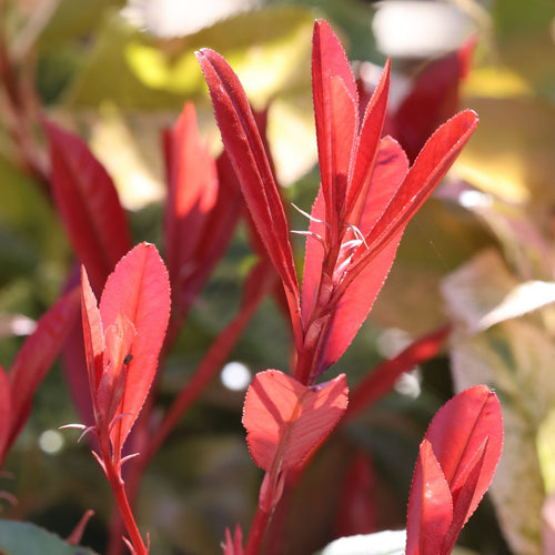 Patio Photinia Tree | Photinia × fraseri 'Carré Rouge' Shrubs