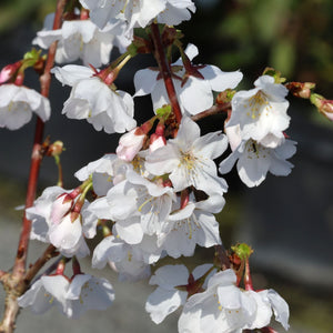 Patio Cherry Blossom Tree | Prunus 'Brilliant' Ornamental Trees
