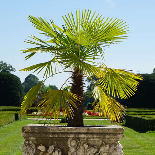 Hardy Windmill Palm | Trachycarpus fortunei Shrubs