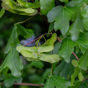 Field Maple Tree | Acer campestre Ornamental Trees