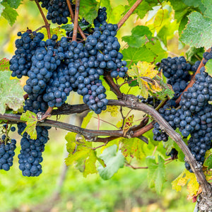 'Pinot Noir' Outdoor Grape Vine Soft Fruit