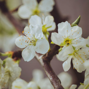 'Victoria Improved' Patio Plum Tree Fruit Trees