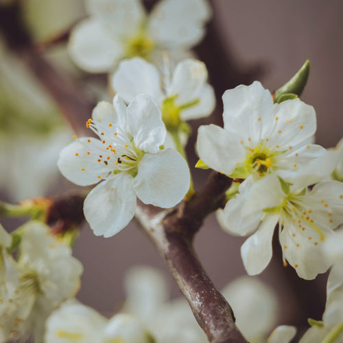'Victoria Improved' Patio Plum Tree Fruit Trees