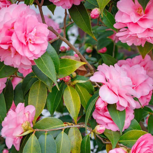 Camellia 'Spring Festival' Shrubs