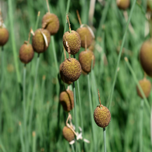 Miniature Bulrush | Typha minima Pond Plants