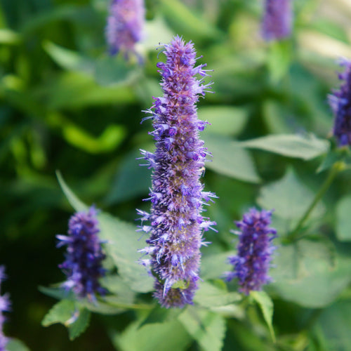 Agastache 'Black Adder' | Giant hyssop Perennial Bedding