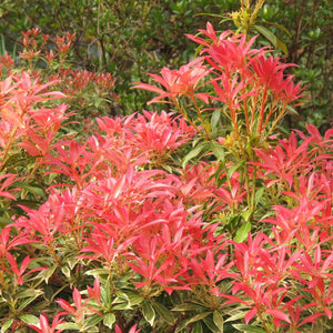 Pieris 'Flaming Silver' Shrubs